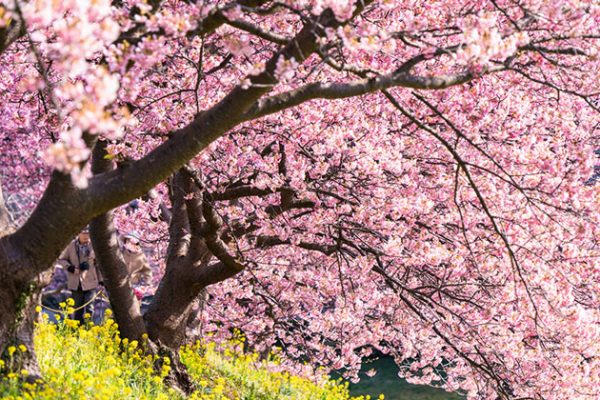 三月桃花瘋的憂鬱感